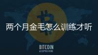 兩個月金毛怎么訓練才聽話的(兩個月的金毛吐了是為什么)