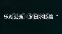 樂湖公園：冬日水杉著“紅裝” 層林盡染美如畫