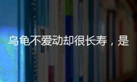 烏龜不愛動卻很長壽，是否說明生命在于靜止？一文給你解疑！