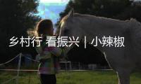 鄉(xiāng)村行 看振興｜小辣椒里的致富密碼