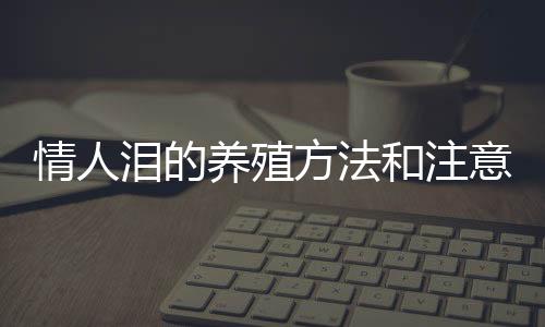 情人淚的養殖方法和注意事項