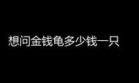 想問金錢龜多少錢一只 正宗的金錢龜多少錢