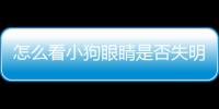 怎么看小狗眼睛是否失明？怎么看小狗眼睛好壞