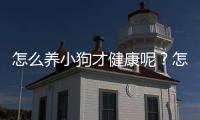 怎么養小狗才健康呢？怎么樣養小狗狗