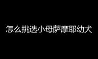 怎么挑選小母薩摩耶幼犬？怎么挑薩摩耶純種幼犬