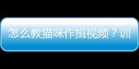 怎么教貓咪作揖視頻？訓練貓咪作揖小妙招