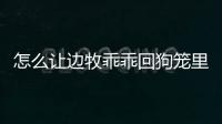 怎么讓邊牧乖乖回狗籠里？怎么讓邊牧自己玩