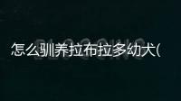 怎么馴養(yǎng)拉布拉多幼犬(兩個(gè)月大的拉布拉多怎么馴養(yǎng))