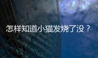 怎樣知道小貓發(fā)燒了沒？怎樣知道小貓發(fā)燒了呢