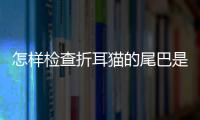 怎樣檢查折耳貓的尾巴是否正常(怎樣檢查折耳貓的尾巴好不好)