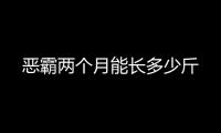 惡霸兩個月能長多少斤