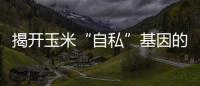 揭開玉米“自私”基因的面紗—新聞—科學網