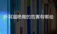 折耳貓絕育的危害有哪些？折耳貓絕育有危險嗎