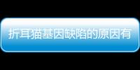 折耳貓基因缺陷的原因有哪些？折耳貓基因問題