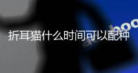 折耳貓什么時間可以配種啊(折耳貓什么時候成年)