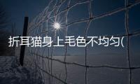 折耳貓身上毛色不均勻(折耳貓身上毛色不均勻怎么辦)