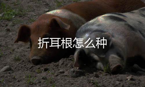 折耳根怎么種
