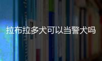 拉布拉多犬可以當警犬嗎(警花與警犬拉布拉多犬)