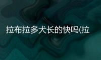 拉布拉多犬長的快嗎(拉布拉多犬100一300元)