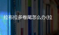 拉布拉多卷尾怎么辦(拉布拉多卷尾是不是不純)