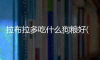 拉布拉多吃什么狗糧好(拉布拉多狗糧多少錢一斤合適)