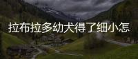 拉布拉多幼犬得了細小怎么在家治？拉布拉多犬細小病能治好嗎