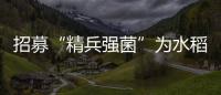 招募“精兵強菌”為水稻高效“固氮”—新聞—科學網