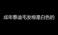 成年泰迪毛發(fā)根是白色的正常嗎？成年泰迪毛發(fā)根是白色怎么回事