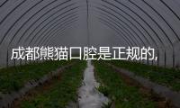 成都熊貓口腔是正規的,熊貓口腔收費價格合理且種牙口碑好