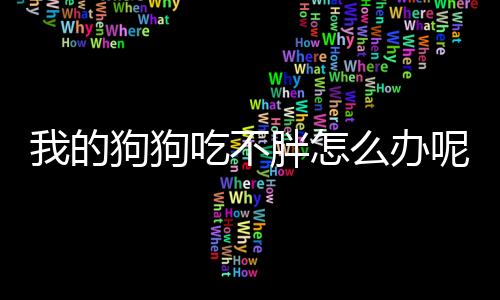 我的狗狗吃不胖怎么辦呢(我家狗吃不胖怎么辦)