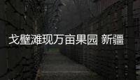 戈壁灘現萬畝果園 新疆澤普“小蘋果”如何成為鄉村振興“大產業”？