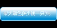 柴犬黑色多少錢一只(純黑色柴犬多少錢一只)