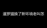 暹羅貓換了新環(huán)境老叫怎么回事(暹羅貓換了新環(huán)境老叫怎么辦)