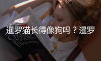 暹羅貓長得像狗嗎？暹羅長的像狗