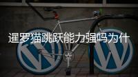 暹羅貓跳躍能力強嗎為什么？暹羅貓能跳多高