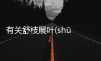 有關舒枝展葉(shū zhī zhǎn yè)到底怎么回事?