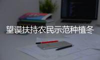 望謨扶持農民示范種植冬早菜