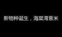 新物種誕生，海棠灣薏米即將成為三亞城市新名片