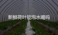 新鮮荷葉能泡水喝嗎