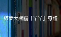 旅美大熊貓「丫丫」身體狀況評估完畢　即將歸國