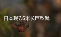 日本現(xiàn)7.6米長巨型魷魚 被捕后很快死亡