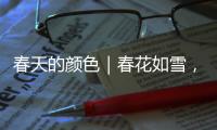 春天的顏色｜春花如雪，在新疆邂逅一場白色浪漫
