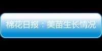 棉花日報：美苗生長情況有所轉弱，ICE期棉延續震蕩走勢