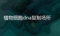 植物細胞dna復制場所（dna復制場所）