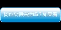 樹也會得癌癥嗎？如果看見樹這種形態不要擔心