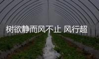 樹欲靜而風不止 風行超維電視發(fā)展始末