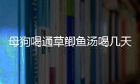 母狗喝通草鯽魚湯喝幾天見效？通草給狗下奶