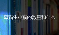 母貓生小貓的數量和什么有關？母貓生下小貓