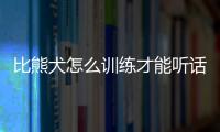 比熊犬怎么訓練才能聽話(比熊犬怎么訓練大小便)