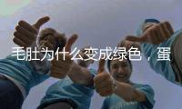 毛肚為什么變成綠色，蛋白質水解變綠（變質也會變綠）